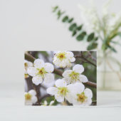 Japanese Apricot "Ryoku-gaku" [Postcard] Briefkaart (Staand voorkant)