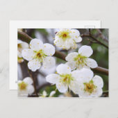 Japanese Apricot "Ryoku-gaku" [Postcard] Briefkaart (Voorkant / Achterkant)