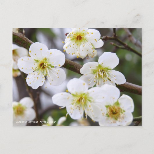 Japanese Apricot "Ryoku-gaku" [Postcard] Briefkaart (Voorkant)
