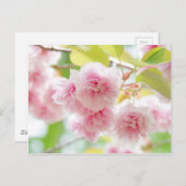 Japanese cherry blossoms briefkaart (Voorkant / Achterkant)