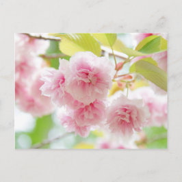 Japanese cherry blossoms briefkaart