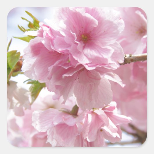 Japanese cherry blossoms vierkante sticker (Voorkant)