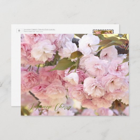 Japanese Cherry Briefkaart (Voorkant / Achterkant)
