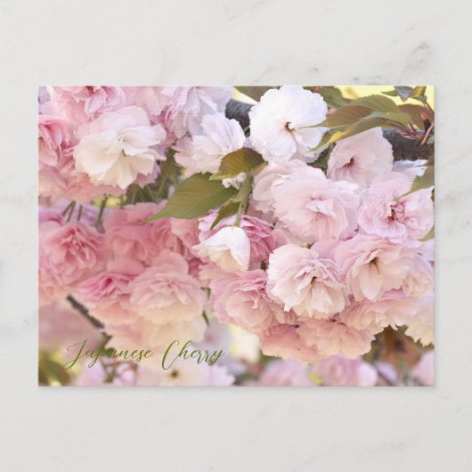Japanese Cherry Briefkaart (Voorkant)