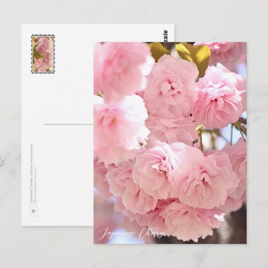 Japanese Cherry Briefkaart (Voorkant / Achterkant)