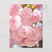 Japanese Cherry Briefkaart (Voorkant)
