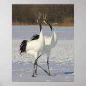 Japanese Cranes dancing on snow Poster (Voorkant)