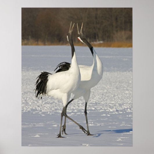 Japanese Cranes dancing on snow Poster (Voorkant)
