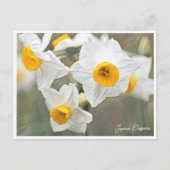 Japanese Daffodils Briefkaart (Voorkant)