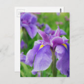 Japanese iris briefkaart (Voorkant / Achterkant)
