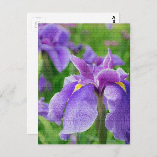 Japanese iris briefkaart (Voorkant / Achterkant)