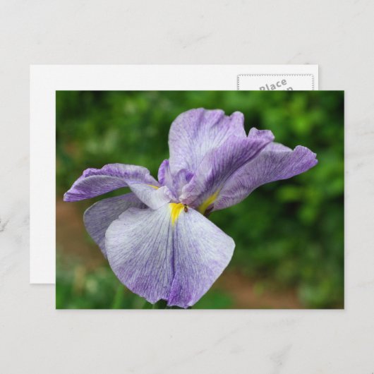 Japanese Iris Unfolding Flower Photography Briefkaart (Voorkant / Achterkant)