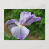 Japanese Iris Unfolding Flower Photography Briefkaart (Voorkant)