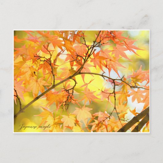 Japanese Maple: Autumn Leaves Briefkaart (Voorkant)
