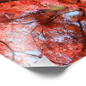 Japanese Maple Foto Afdruk (Hoek)