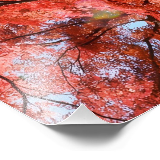 Japanese Maple Foto Afdruk (Hoek)