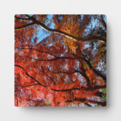 Japanese Maple Fotoplaat (Voorkant)