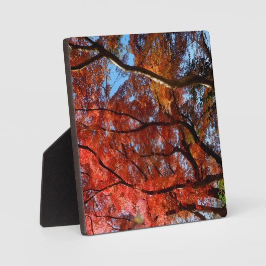 Japanese Maple Fotoplaat (Voorkant)