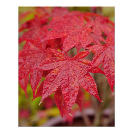 Japanese Maple Leaves Poster (Voorkant)