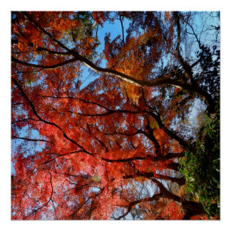 Japanese Maple Perfect Poster