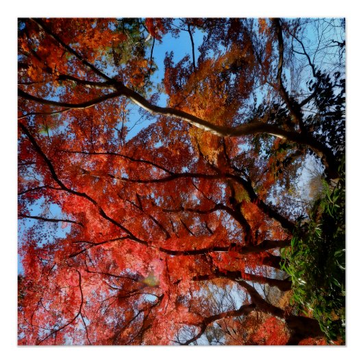 Japanese Maple Perfect Poster (Voorkant)