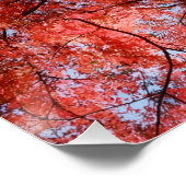 Japanese Maple Perfect Poster (Hoek)