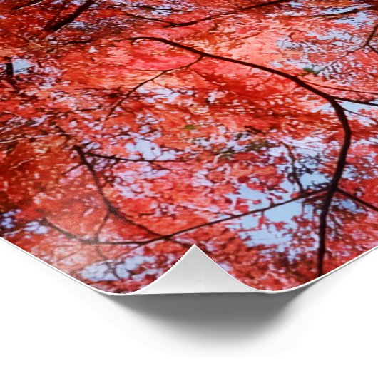 Japanese Maple Perfect Poster (Hoek)