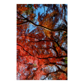 Japanese Maple Perfect Poster