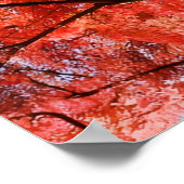 Japanese Maple Poster (Hoek)