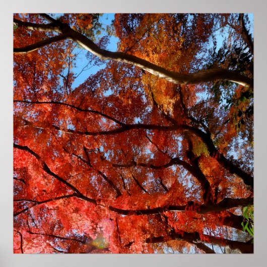 Japanese Maple Poster (Voorkant)