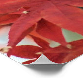 Japanese Maple Tree Fall Foliage Poster (Hoek)