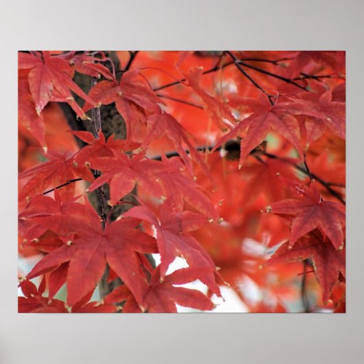 Japanese Maple Tree Fall Foliage Poster (Voorkant)