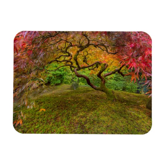 Japanese maple tree in autumor color magneet (Horizontaal)