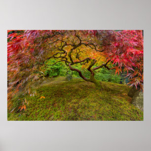 Japanese maple tree in autumor color poster