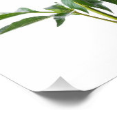 Japanese Peony Foto Afdruk (Hoek)