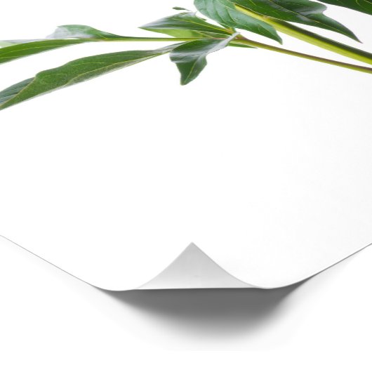 Japanese Peony Foto Afdruk (Hoek)