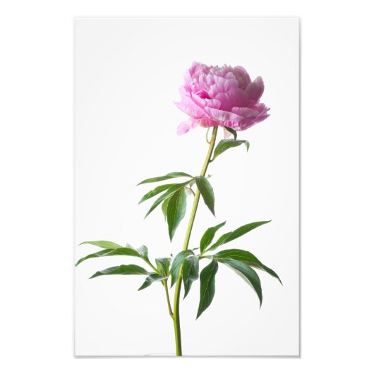 Japanese Peony Foto Afdruk (Voorkant)