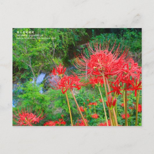 JAPANESE SHANGRI-LA [Postcard] Briefkaart (Voorkant)