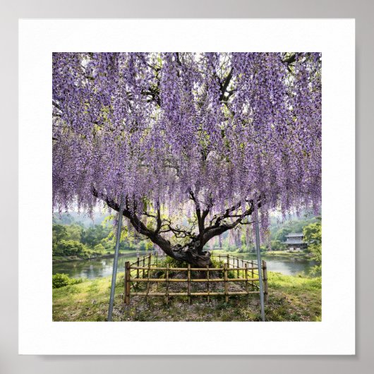 Japanese Wisteria – Art Print (Voorkant)