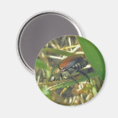 Japanner Beetle Magnet (Voorkant / Achterkant)