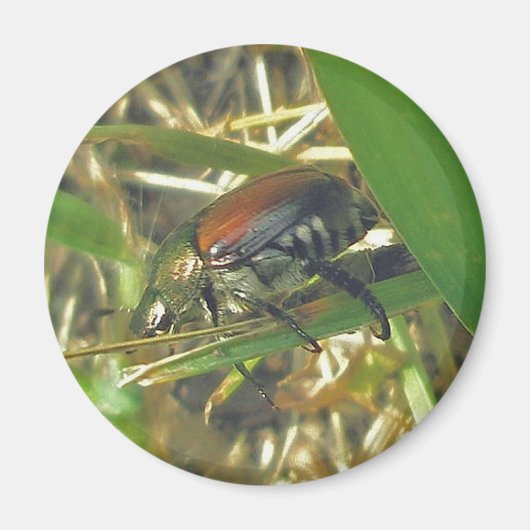 Japanner Beetle Magnet (Voorkant)