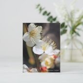 Japans abrikozenotje "Tsuki-kage" (Briefkaart) Briefkaart (Staand voorkant)