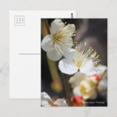 Japans abrikozenotje "Tsuki-kage" (Briefkaart) Briefkaart (Voorkant / Achterkant)