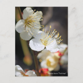 Japans abrikozenotje "Tsuki-kage" (Briefkaart) Briefkaart