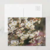 Japans abrikozenotje "Tsuki-kage" (Briefkaart) Briefkaart (Voorkant / Achterkant)
