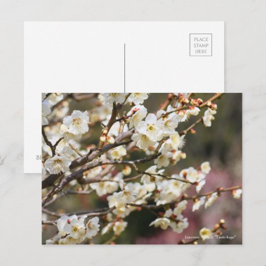 Japans abrikozenotje "Tsuki-kage" (Briefkaart) Briefkaart (Voorkant / Achterkant)
