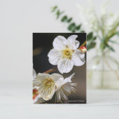 Japans abrikozenotje "Tsuki-kage" (Briefkaart) Briefkaart (Staand voorkant)