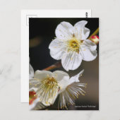 Japans abrikozenotje "Tsuki-kage" (Briefkaart) Briefkaart (Voorkant / Achterkant)