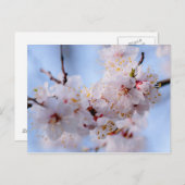Japans Abriot Blossom Briefkaart (Voorkant / Achterkant)