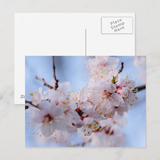 Japans Abriot Blossom Briefkaart (Voorkant / Achterkant)